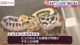 「まるで小さな恐竜！？ヒョウモントカゲモドキの専門店が秋田市にオープン」の画像1