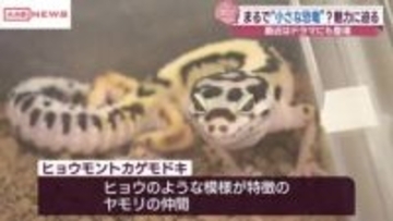 まるで小さな恐竜！？ヒョウモントカゲモドキの専門店が秋田市にオープン