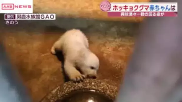ホッキョクグマの赤ちゃん最新映像　かなりクマらしく大きく…やんちゃそうな姿も　秋田・男鹿水族館ＧＡＯ