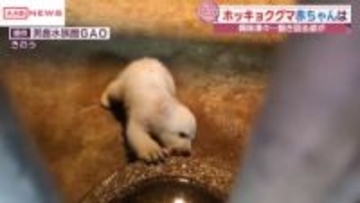 ホッキョクグマの赤ちゃん最新映像　かなりクマらしく大きく…やんちゃそうな姿も　秋田・男鹿水族館ＧＡＯ