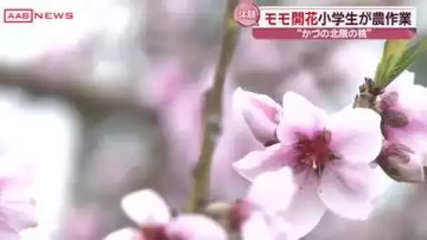 「北限の桃」の産地でモモの花が咲き始める　秋田・鹿角市の果樹園　地元の小学生が訪れ農作業を体験