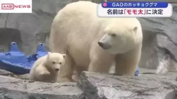 男鹿水族館ＧＡＯのホッキョクグマの名前は「モモ太」に決定　モモと豪太の子ども　秋田