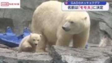 男鹿水族館ＧＡＯのホッキョクグマの名前は「モモ太」に決定　モモと豪太の子ども　秋田