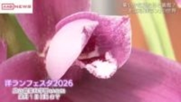 春を感じさせる「洋ランフェスタ」　秋田県立農業科学館　ランの不思議にも触れる　来月１日まで開催