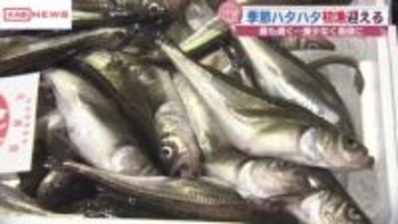 まとまった量の季節ハタハタ水揚げ　秋田・男鹿市の北浦漁港　待望の初漁日