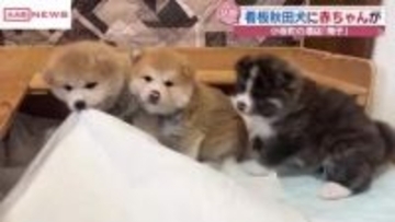 ＳＮＳでレジ打ち姿？が話題　小坂町の酒店の看板秋田犬梅子に元気な赤ちゃん誕生　/秋田