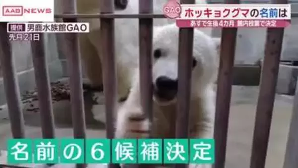 ホッキョクグマの赤ちゃんの名前６つの候補発表　秋田・男鹿水族館　４月４日で生後４か月　元気に動き回る