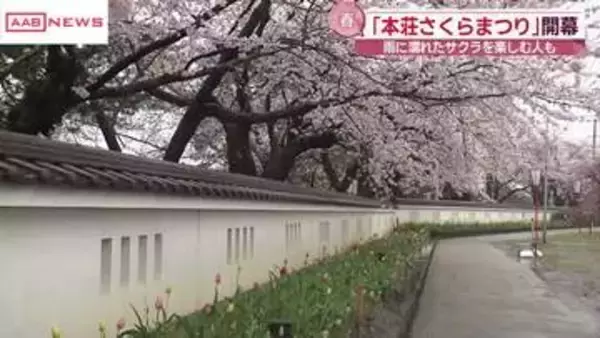 本荘公園でサクラ満開　雨の中「さくらまつり」スタート　秋田・由利本荘