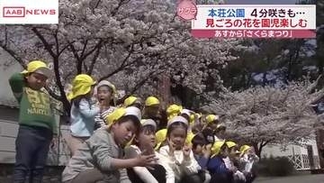由利本荘市の本荘公園　サクラ4分咲き　園内の一角にすでに見頃の場所も　/秋田
