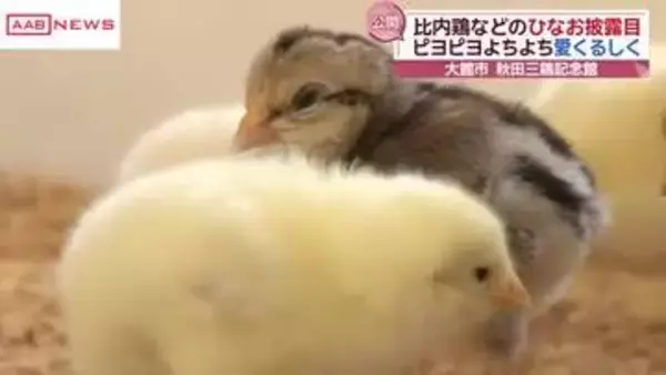 ピヨピヨ鳴きながらよちよちと…比内鶏などのひな公開　大館市「秋田三鶏記念館」