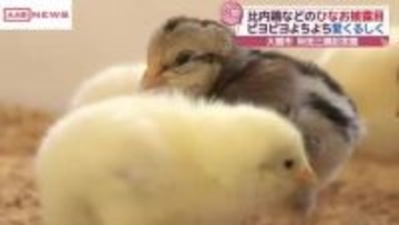ピヨピヨ鳴きながらよちよちと…比内鶏などのひな公開　大館市「秋田三鶏記念館」