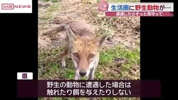 クマ以外にも野生動物にご注意!　生活圏での目撃を視聴者がとらえる