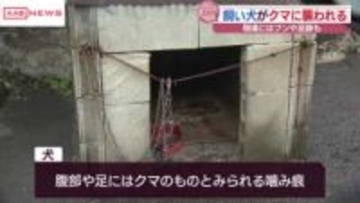 五城目町で飼い犬がクマに襲われる　　/秋田