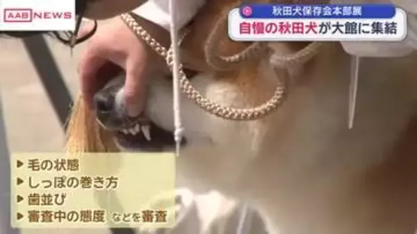 秋田犬を審査する全国大会「本部展」　秋田県外・海外からも参加