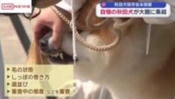 秋田犬を審査する全国大会「本部展」　秋田県外・海外からも参加