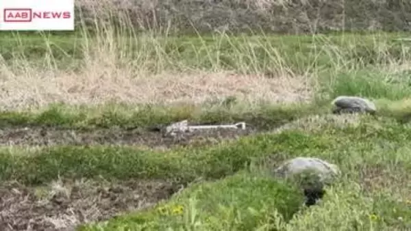 【続報】秋田・由利本荘市で田んぼの見回りをしていた男性が体長１ｍのクマに襲われけが