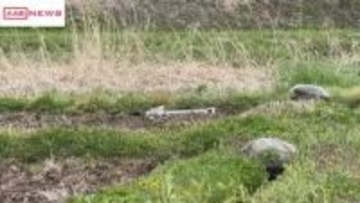 【続報】秋田・由利本荘市で田んぼの見回りをしていた男性が体長１ｍのクマに襲われけが