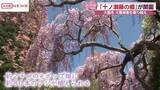 「フジの花の名所「十ノ瀬藤の郷」見頃迎える　秋田・大館市　冬の記録的大雪の影響乗り越え　２４日まで開園」の画像1