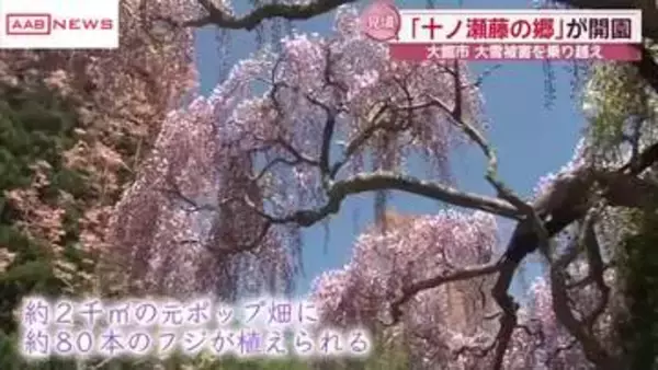 フジの花の名所「十ノ瀬藤の郷」見頃迎える　秋田・大館市　冬の記録的大雪の影響乗り越え　２４日まで開園
