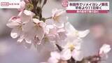 「秋田市でソメイヨシノ開花　去年より9日早く過去3番目の早さ　春の陽気に各地で開花すすむ」の画像1