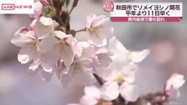 秋田市でソメイヨシノ開花　去年より9日早く過去3番目の早さ　春の陽気に各地で開花すすむ