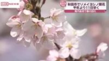 秋田市でソメイヨシノ開花　去年より9日早く過去3番目の早さ　春の陽気に各地で開花すすむ