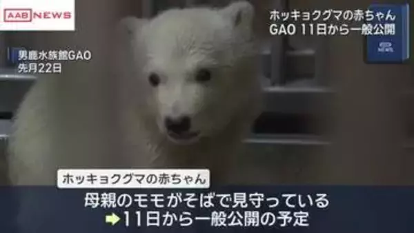 ホッキョクグマの赤ちゃん　１１日から一般公開　生後４カ月　秋田・男鹿水族館ＧＡＯ