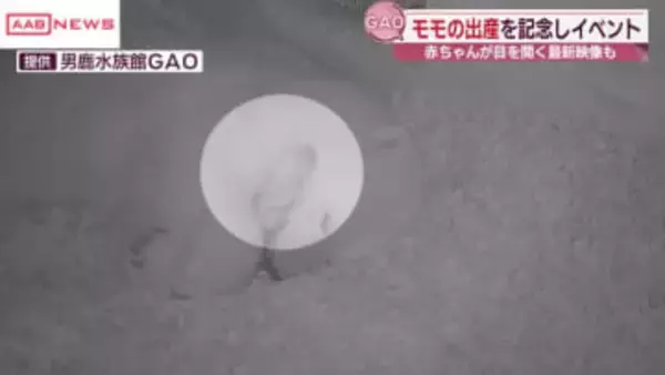 男鹿水族館ＧＡＯでホッキョクグマ・モモの出産報告会　赤ちゃんの最新映像も