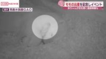 男鹿水族館ＧＡＯでホッキョクグマ・モモの出産報告会　赤ちゃんの最新映像も