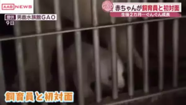 男鹿水族館ＧＡＯのホッキョクグマの赤ちゃん最新映像　母親モモの足元でよちよち歩き　飼育員も初対面