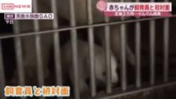 男鹿水族館ＧＡＯのホッキョクグマの赤ちゃん最新映像　母親モモの足元でよちよち歩き　飼育員も初対面