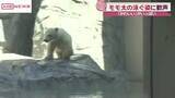 「男鹿水族館ＧＡＯ　ホッキョクグマの赤ちゃんモモ太が大人気　/秋田」の画像1