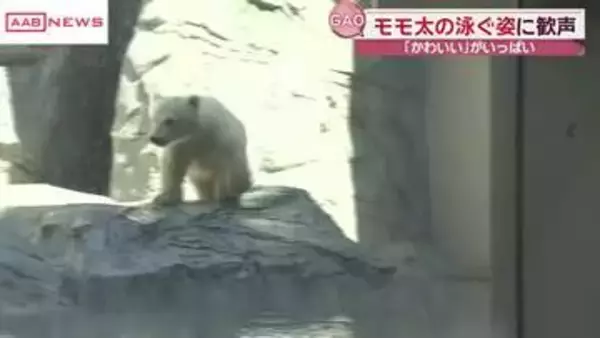 男鹿水族館ＧＡＯ　ホッキョクグマの赤ちゃんモモ太が大人気　/秋田