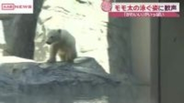 男鹿水族館ＧＡＯ　ホッキョクグマの赤ちゃんモモ太が大人気　/秋田