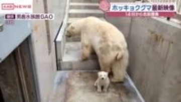 ホッキョクグマの赤ちゃん最新映像　まもなく名前の募集開始　秋田・男鹿水族館ＧＡＯ