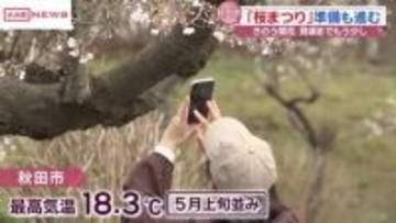 秋田市でソメイヨシノ満開　開花から3日のスピードで　千秋公園で11日から桜まつりスタート