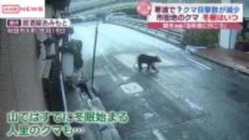 市街地のクマはいつ冬眠？　出没件数減少もクマのえさになるもの取り除くこと肝心　/秋田