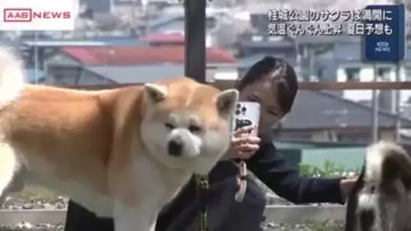 秋田県内　夏日になるところも　予想最高気温　大館市・秋田市２６℃　横手市２５℃