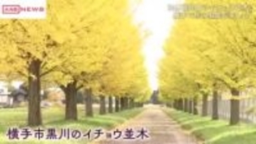 横手市のイチョウ並木色づく　秋田