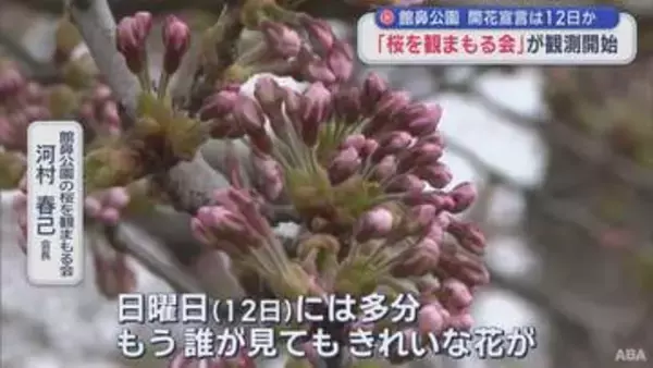 館鼻公園（八戸市） 開花は12日か　「桜を観まもる会」が観測開始