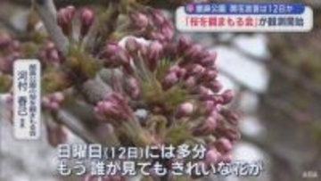 館鼻公園（八戸市） 開花は12日か　「桜を観まもる会」が観測開始