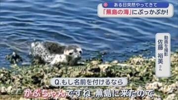 「蕪島の海」にぷっかぷか！ ゴマフアザラシの赤ちゃん 八戸市の海岸で保護