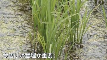 青森県の水稲調査　「青天の霹靂」生育は順調