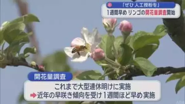 リンゴの開花量調査開始　「花が少ない場合は人工授粉を」