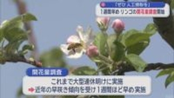 リンゴの開花量調査開始　「花が少ない場合は人工授粉を」