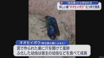 「宝石蜂」とも呼ばれる珍しい蜂“オオセイボウ”　むつ市で発見