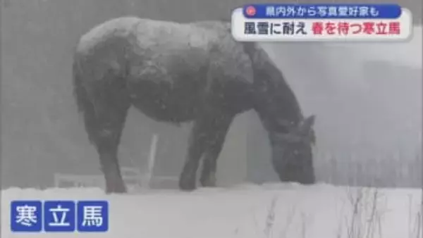 青森県内外から写真愛好家も　風雪に耐え春を待つ寒立馬