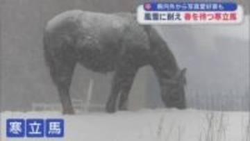 青森県内外から写真愛好家も　風雪に耐え春を待つ寒立馬