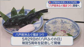 「八戸前沖ふぐ福まつり」開催へ　旬の天然トラフグをPR
