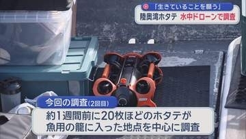 陸奥湾ホタテ 水中ドローンで生育調査　「生きていることを願う」